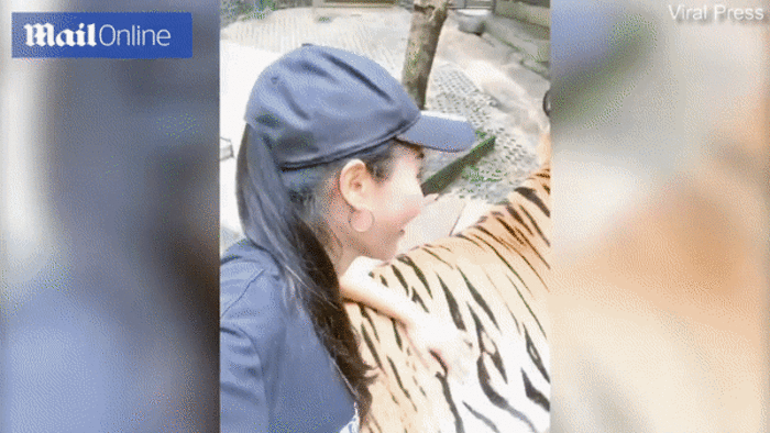 Nữ du khách táo tợn nắm bộ phận nhạy cảm của hổ để chụp ảnh - 1