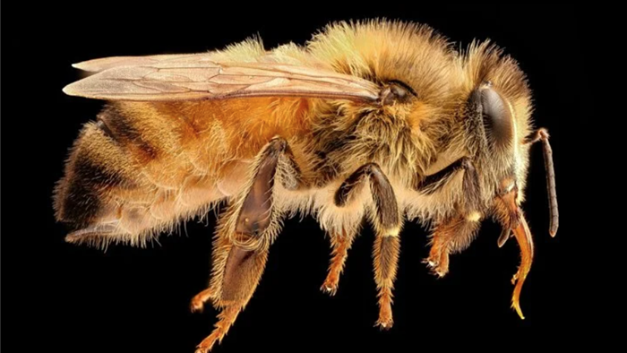 Phân tử trong nọc độc của ong mật có thể tiêu diệt tế bào ung thư vú - 1