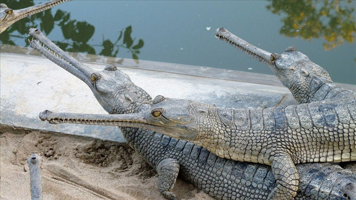Đàn cá sấu con bám chi chít trên lưng bố cùng vượt sông - 3