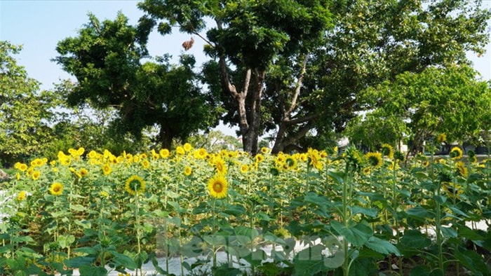 Huế mở cửa chốn bồng lai tiên cảnh cho khách tham quan miễn phí - 8 Huế mở cửa chốn bồng lai tiên cảnh cho khách tham quan miễn phí - 8
