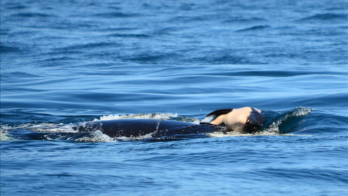 Cá voi sát thủ từng ôm xác con đi khắp đại dương trong suốt 17 ngày đã sinh con mới - Ảnh 2.