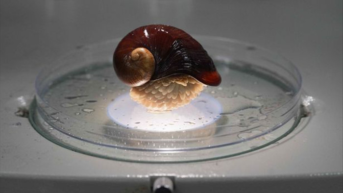 Phát hiện loài ốc sên thân sắt mở ra kỳ tích với y học thế giới - 4