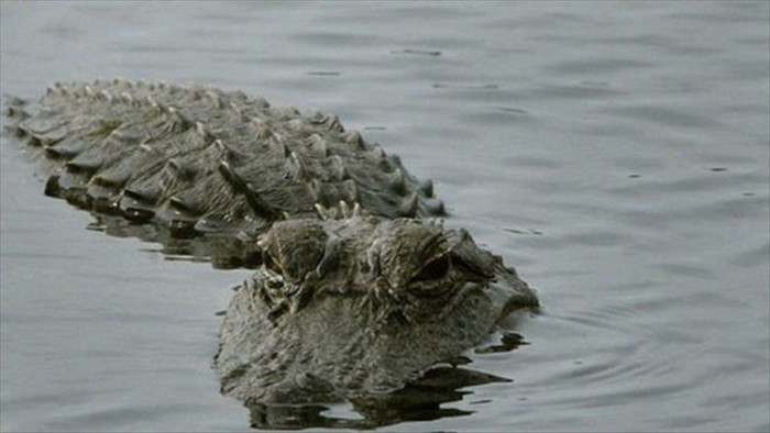 TP.HCM: Cảnh báo người dân có cá sấu ở Quận 12 - 1