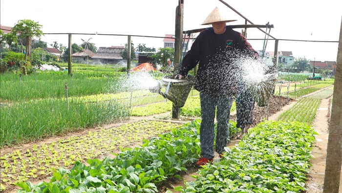 Cánh đồng lúa Hội An đã chín vàng nhưng vắng bóng du khách - 4 Cánh đồng lúa Hội An đã chín vàng nhưng vắng bóng du khách - 4