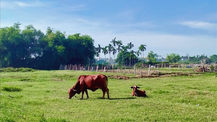 Cánh đồng lúa Hội An đã chín vàng nhưng vắng bóng du khách - 5 Cánh đồng lúa Hội An đã chín vàng nhưng vắng bóng du khách - 5