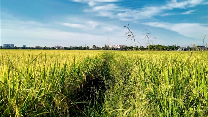 Cánh đồng lúa Hội An đã chín vàng nhưng vắng bóng du khách - 9