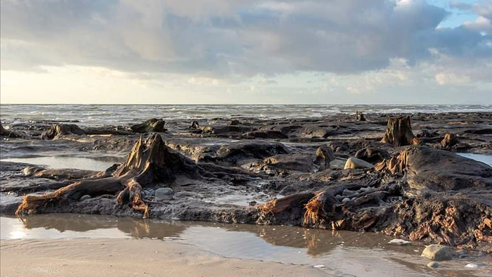 Cơn bão quét qua làm lộ khu rừng 4.500 năm tuổi bị chôn vùi dưới cát - 1