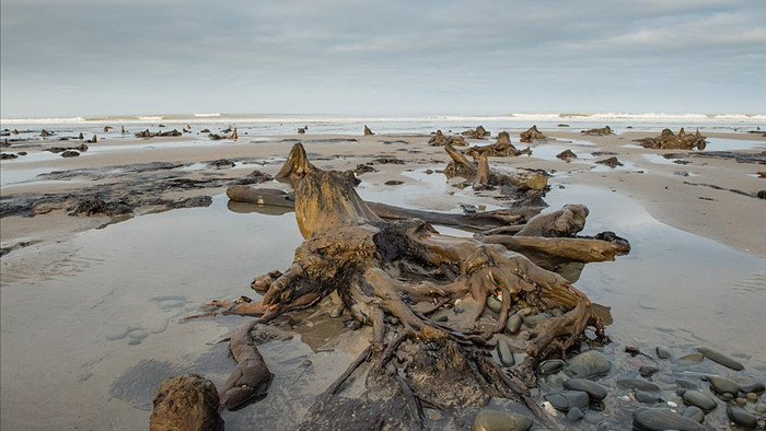Cơn bão quét qua làm lộ khu rừng 4.500 năm tuổi bị chôn vùi dưới cát - 2
