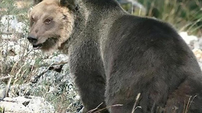 Con gấu bị truy lùng gắt gao nhất châu Âu: Bậc thầy đào tẩu, hàng rào điện cũng vô dụng - 1