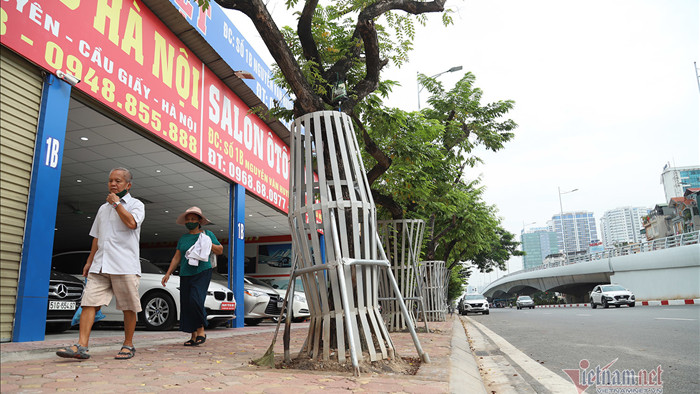 Truyền dịch 'cấp cứu' hàng cây quý như vàng trên phố Hà Nội
