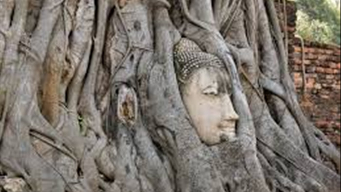 Bí ẩn đầu tượng Phật 700 năm tuổi ẩn mình trong rễ cây cổ thụ - 3