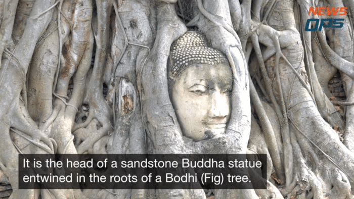 Bí ẩn đầu tượng Phật 700 năm tuổi ẩn mình trong rễ cây cổ thụ - 2