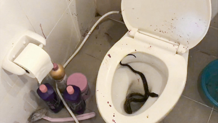Nam thanh niên bị rắn cắn vào ‘cậu nhỏ’ khi đi vệ sinh