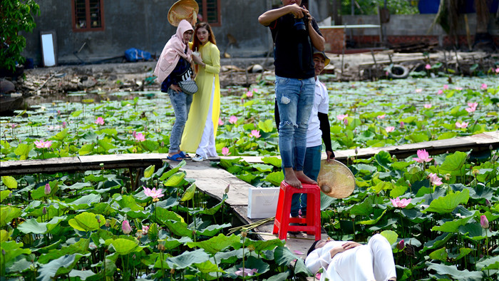 Du khách mê mẩn với đầm sen nở rực ở ngoại thành Sài Gòn - 4