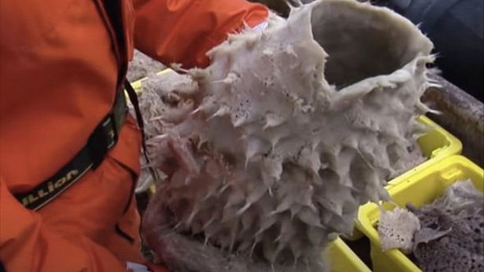 Phát hiện những sinh vật biển như người ngoài hành tinh ở Nam cực - 3