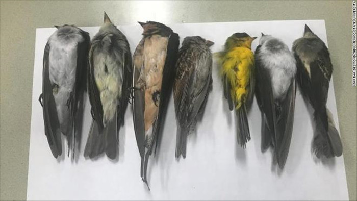Mỹ điều tra cái chết bí ẩn của hàng trăm nghìn con chim di cư - 1