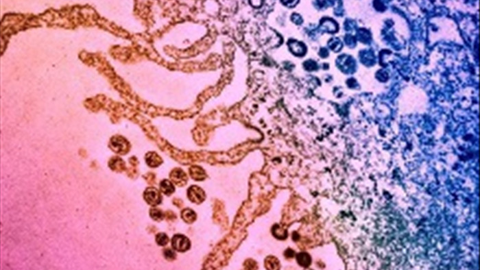 Phân tử kháng sinh cho phép hệ miễn dịch tiêu diệt tế bào nhiễm HIV - 1