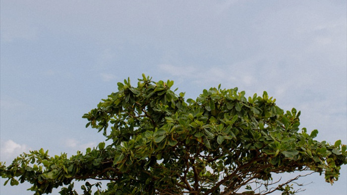 Đẹp ngỡ ngàng cây bàng cô đơn ở Bình Thuận - 4