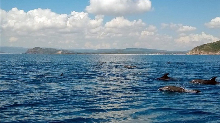 Đàn cá heo hàng trăm con bơi tung tăng trên vùng biển Phú Yên - 1