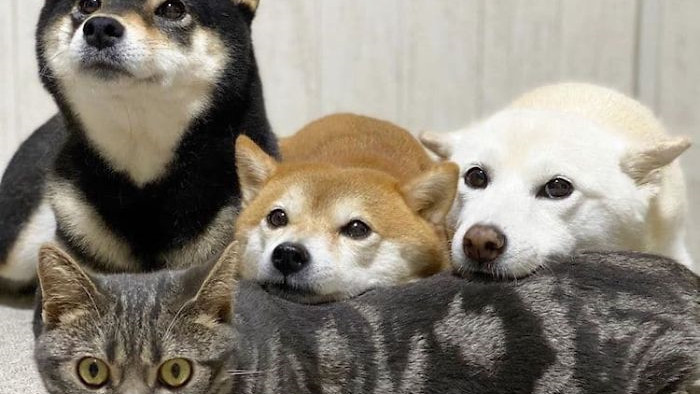Chú mèo này là sự thay thế hoàn hảo cho chú chó Shiba inu chuyên phá hỏng các bức ảnh chụp nhóm - Ảnh 2.