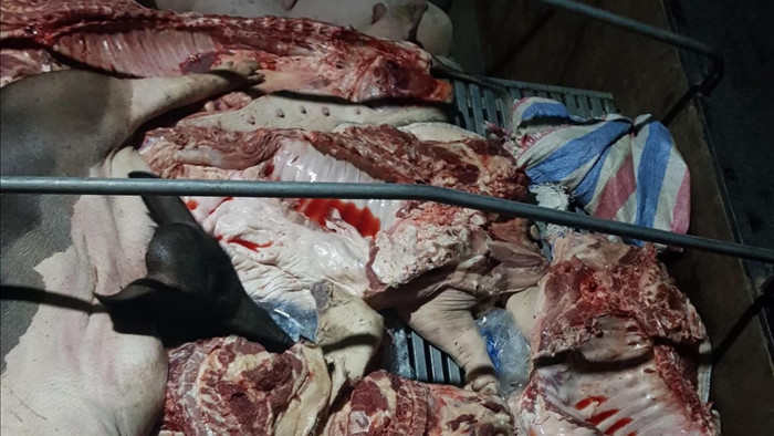 Tuyên Quang: Phát hiện gần 1 tấn lợn và thịt lợn mắc dịch tả lợn Châu Phi - 1