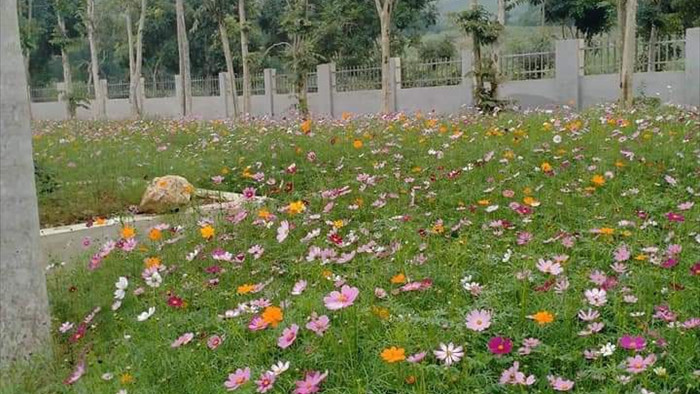 Thung lũng hoa Phủ Quỳ, điểm check in tuyệt đẹp giữa núi đồi xứ Nghệ - 6