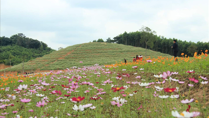 Thung lũng hoa Phủ Quỳ, điểm check in tuyệt đẹp giữa núi đồi xứ Nghệ - 5
