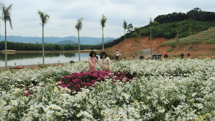 Thung lũng hoa Phủ Quỳ, điểm check in tuyệt đẹp giữa núi đồi xứ Nghệ - 3