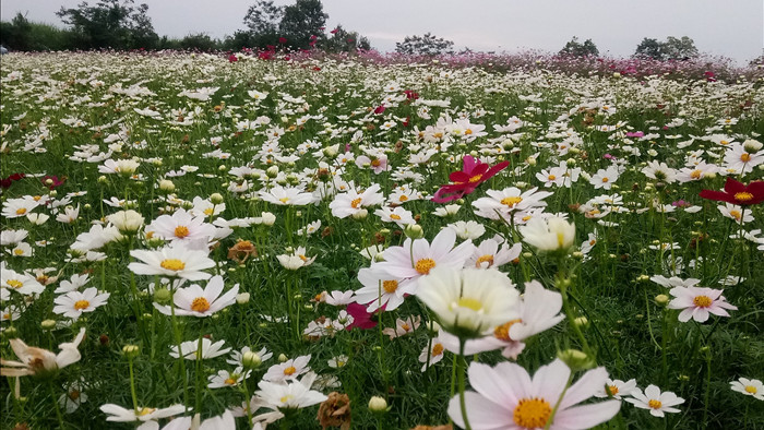 Thung lũng hoa Phủ Quỳ, điểm check in tuyệt đẹp giữa núi đồi xứ Nghệ - 9