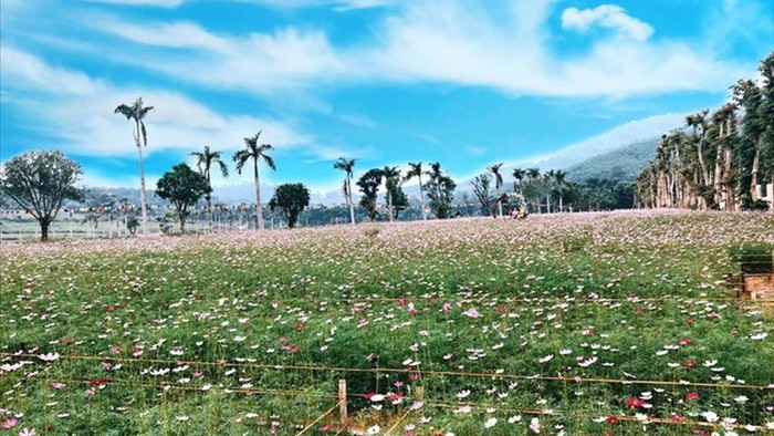 Thung lũng hoa Phủ Quỳ, điểm check in tuyệt đẹp giữa núi đồi xứ Nghệ - 11