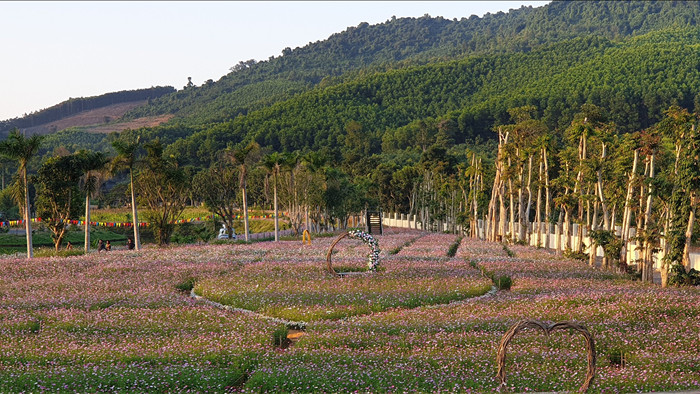 Thung lũng hoa Phủ Quỳ, điểm check in tuyệt đẹp giữa núi đồi xứ Nghệ - 8