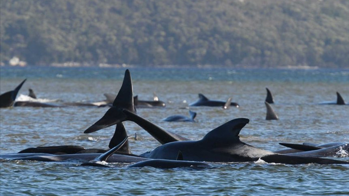 270 con cá voi hoa tiêu mắc cạn tại Australia - 2