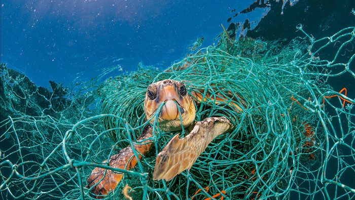Tại sao cá thường nhầm rác thải nhựa là thức ăn? - 3