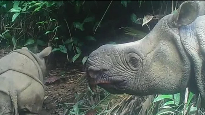 Tê giác Java cực hiếm bất ngờ chào đời ở Indonesia - 1