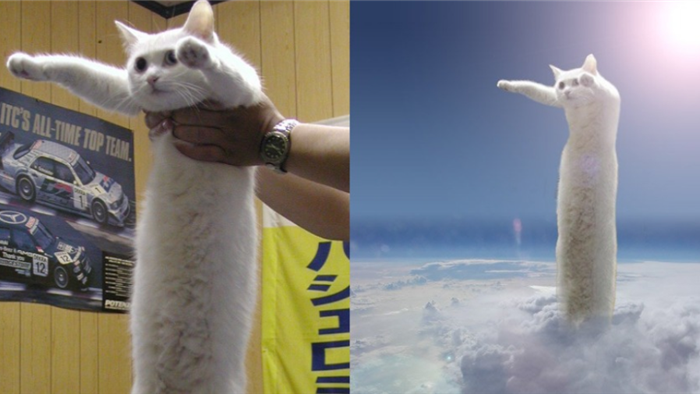 Nobiko - mèo siêu dài nổi tiếng qua đời ở tuổi 18 khiến dân mạng thổn thức - 1