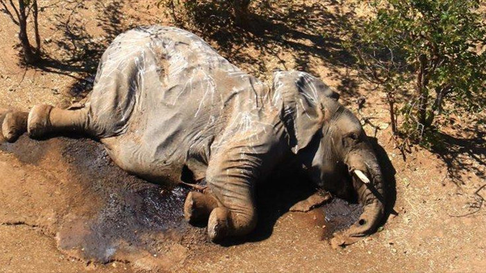 Bí ẩn voi chết hàng loạt ở Botswana đã được giải đáp - 1
