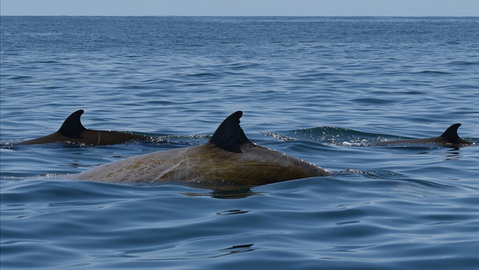 Cá voi mõm khoằm ghi kỷ lục lặn liên tục 3 giờ 42 phút - 1