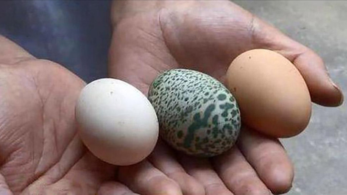Gà đẻ trứng xanh cực hiếm ở Trung Quốc - 1