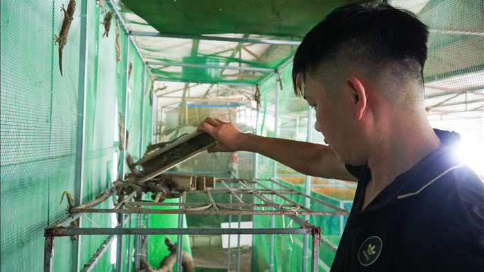 Mục sở thị trang trại nuôi tắc kè hoa “độc nhất” ở Hà Nội - 1