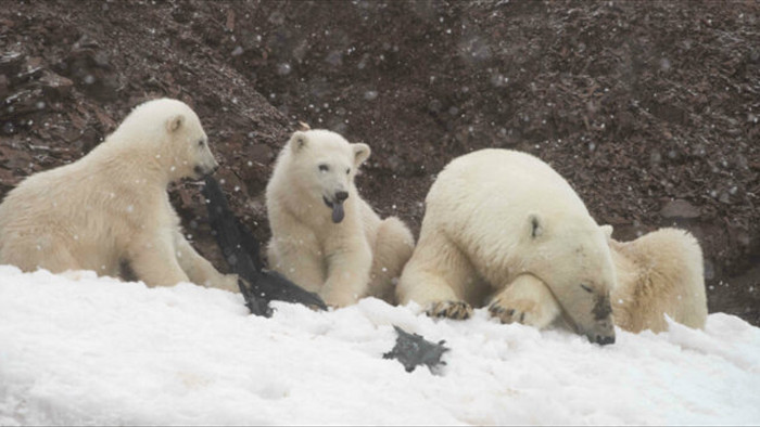 Gấu Bắc Cực đói ăn giành nhau túi nhựa bẩn - Ảnh 2.