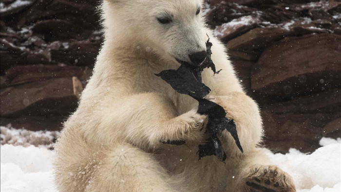 Gấu Bắc Cực đói ăn giành nhau túi nhựa bẩn - Ảnh 4.