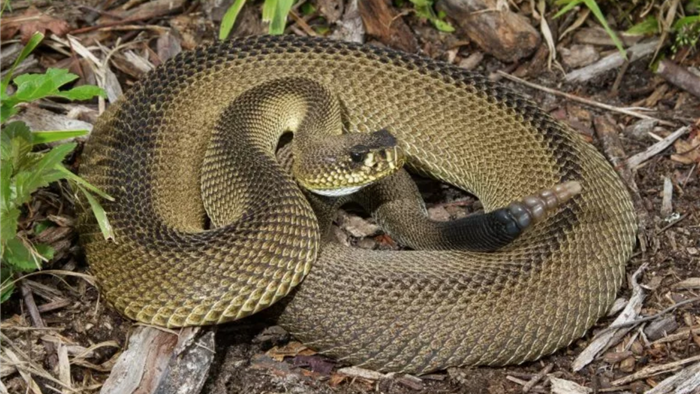 Phát hiện rắn đuôi chuông đột biến cực hiếm gặp ở Mỹ - 1