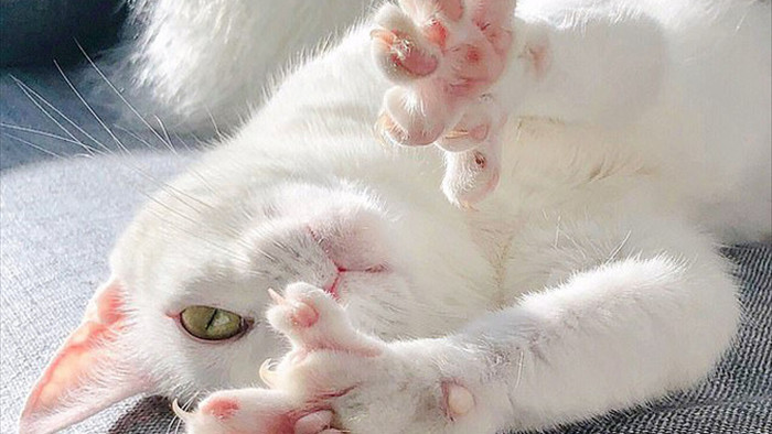 Bị chủ vứt ra đường vì mắt 2 màu và chân có nhiều ngón, cô mèo mắc hội chứng lạ khiến hội yêu động vật thổn thức, đòi nhận nuôi bằng được - Ảnh 3.