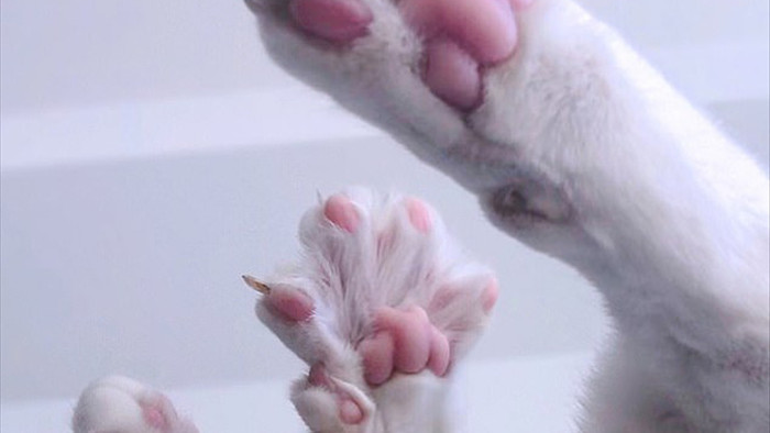 Bị chủ vứt ra đường vì mắt 2 màu và chân có nhiều ngón, cô mèo mắc hội chứng lạ khiến hội yêu động vật thổn thức, đòi nhận nuôi bằng được - Ảnh 4.