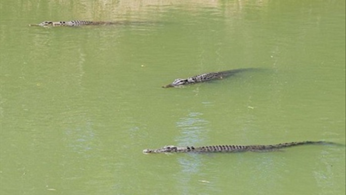 Lái xe băng qua khúc sông “tử thần”, chẹt lên lưng cá sấu - 2