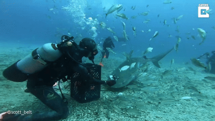 “Đứng tim” nhìn cảnh thợ lặn tay không đút thức ăn cho cá mập - 1