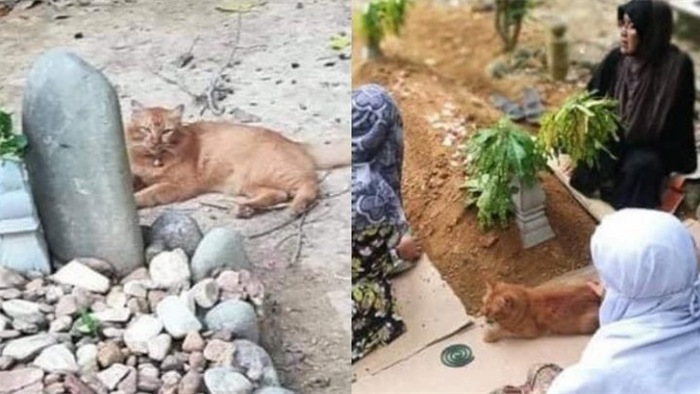 Cảm động chú mèo suốt hai năm, ngày nào cũng đến thăm mộ chủ - 1 Cảm động chú mèo suốt hai năm, ngày nào cũng đến thăm mộ chủ - 1