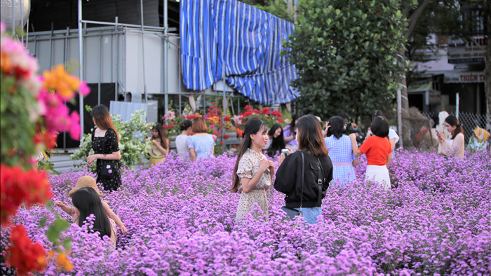 Náo nức “check in” vườn hoa thạch thảo tím “lịm tim” ở Đà Nẵng - 9