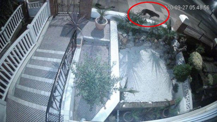 Nhìn qua camera an ninh, người phụ nữ sốc khi thấy 1 con vật màu đen to lù lù đi qua nhà - Ảnh 1.