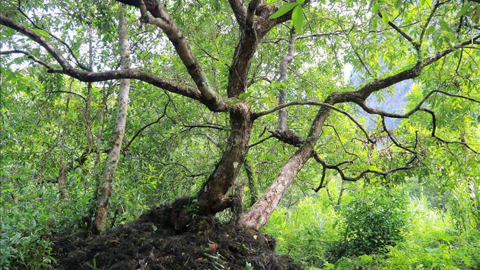 Tận mắt rừng vối cổ thụ hàng nghìn cây giữa vùng lõi di sản Tràng An - 17
